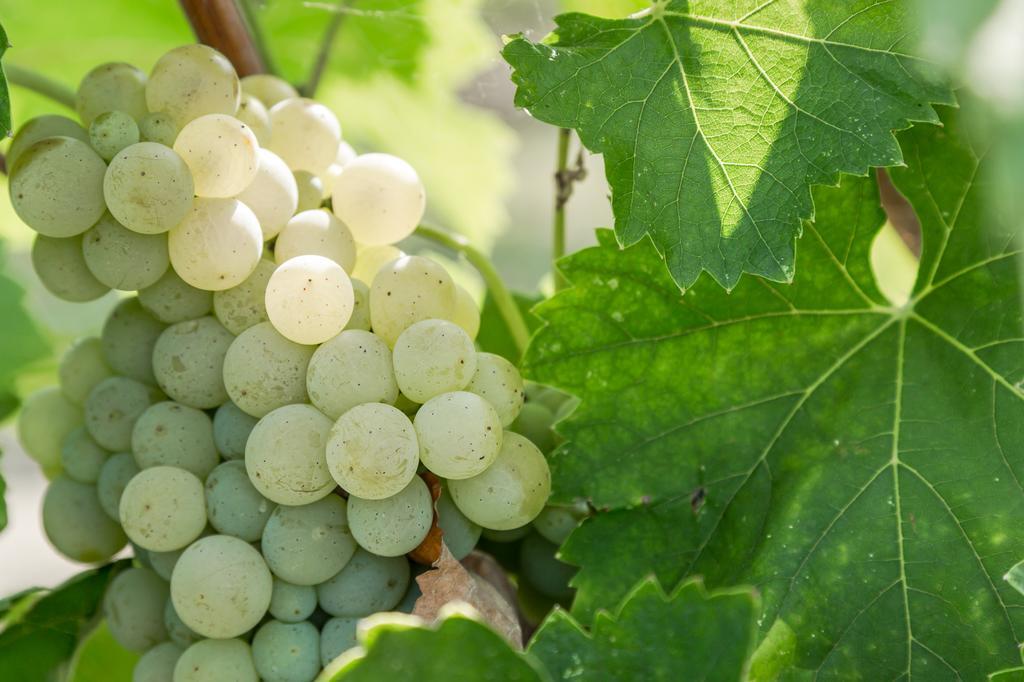 Cascina Borghetta Villa Sirmione Eksteriør billede